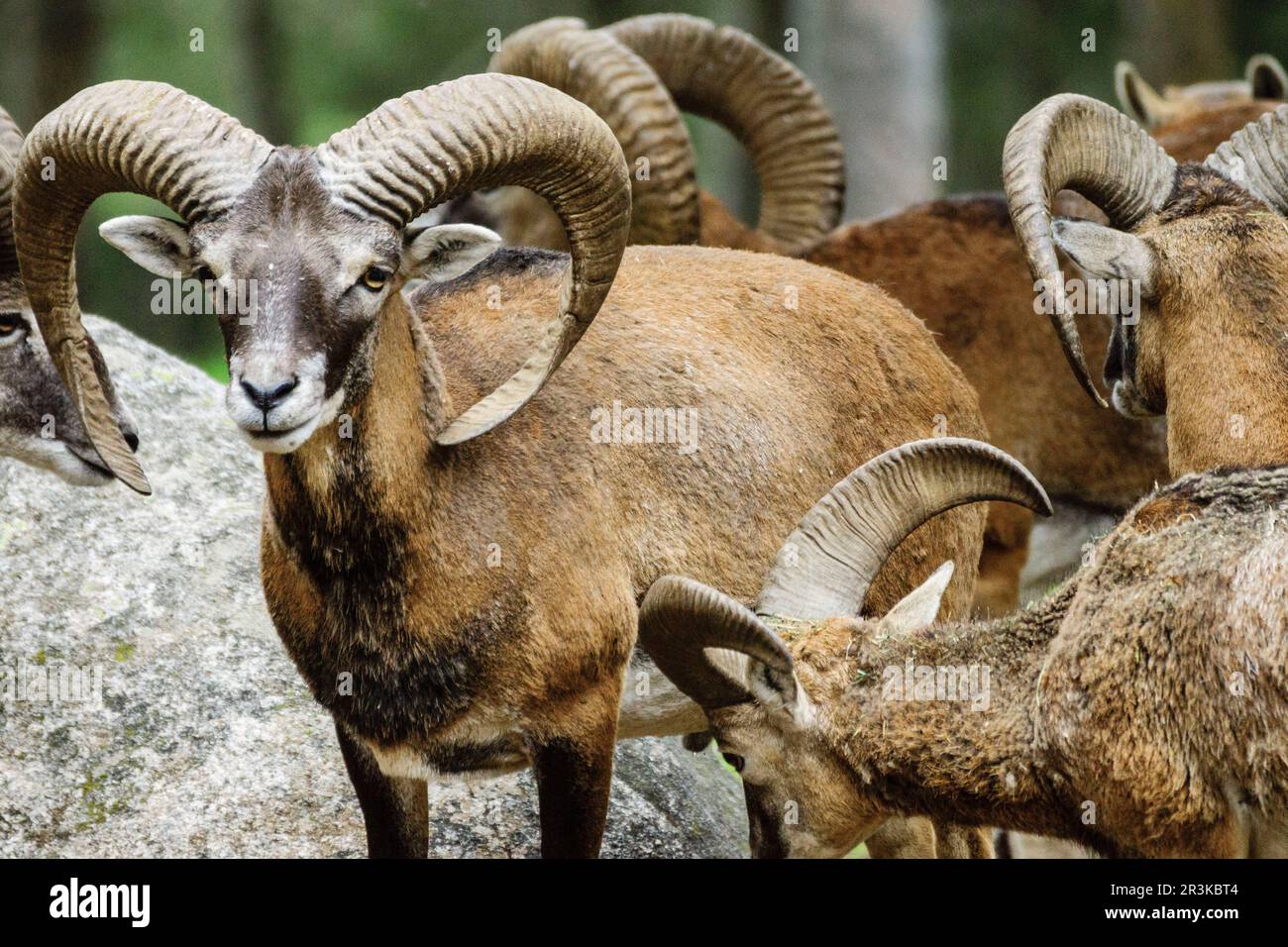 Muflón salvaje hi-res stock photography and images - Alamy