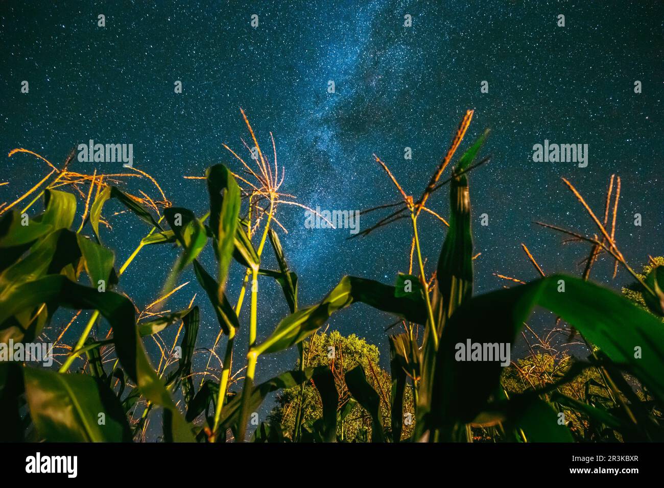 Bottom View Of Night Starry Sky With Milky Way From Green Maize Corn ...