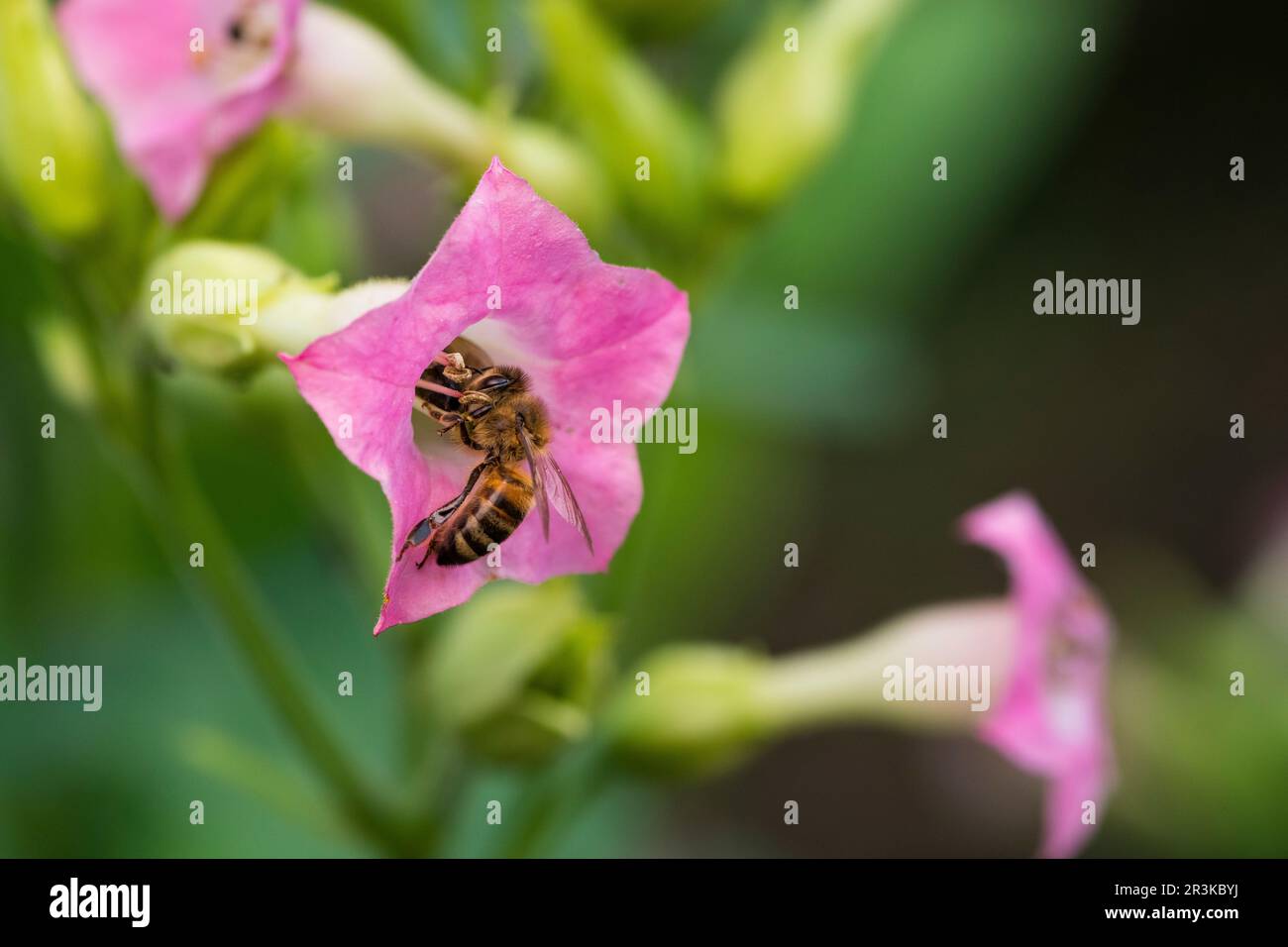 tobacco pollination Honey bee (Apis mellifera) pollinating Tobacco (Nicotiana tabacum)  Solanaceae flower from NE Argentina Bolivia, Jean-Marie Pelt Botanical  Garden (Nanc Stock Photo
