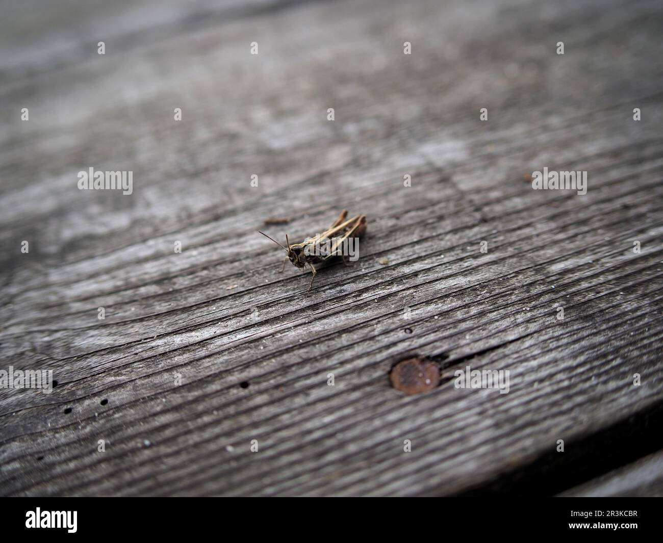 Orthoptera on worn wood Stock Photo