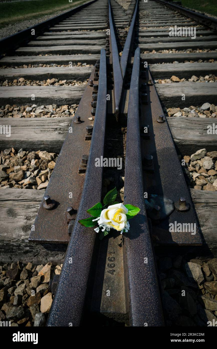 flores en las vias de tren, campo de concentracion de Auschwitz-Birkenau, museo estatal, Oswiecim, Polonia, eastern europe. Stock Photo