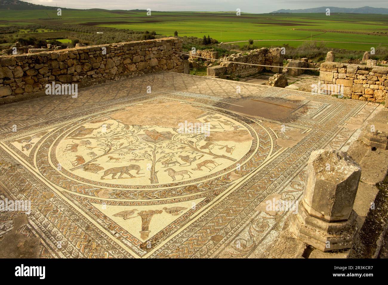 Mosaico de orfeo hi-res stock photography and images - Alamy