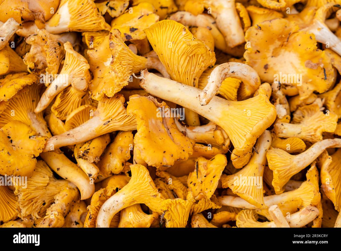 Picornell variety mushroom, Cantharellus cibarius , Mallorca, Balearic Islands, Spain. Stock Photo