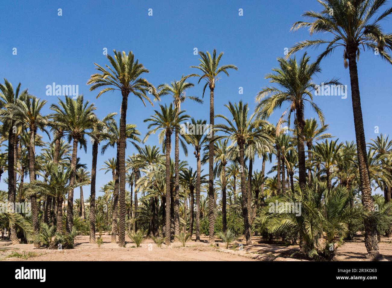 Huerto del Pastoret ,Palmeral de Elche, Patrimonio de la Humanidad por la Unesco, comunidad Valenciana, Spain, Europe. Stock Photo