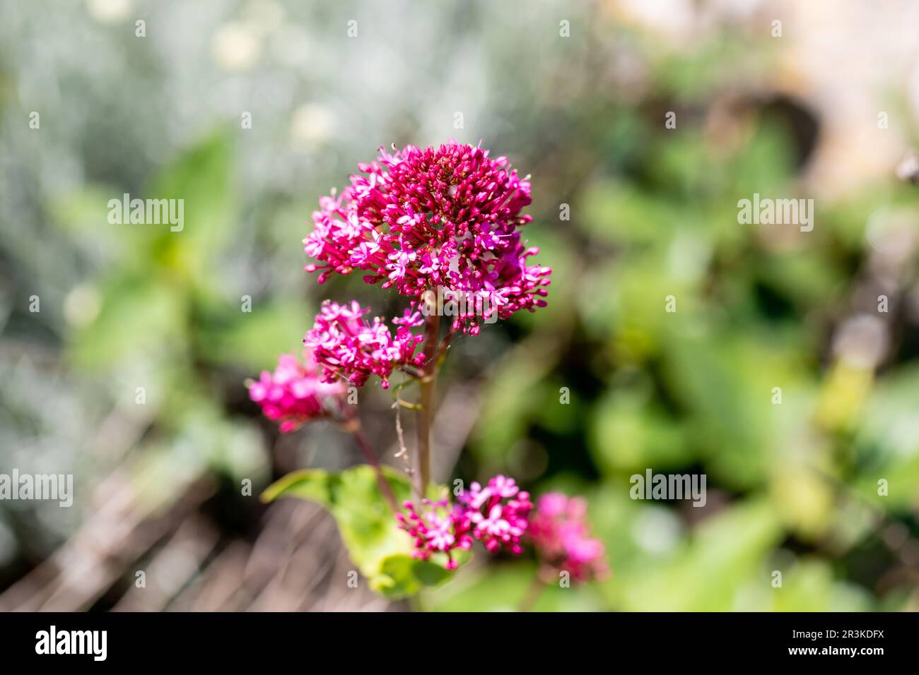 Centranthus ruber - Red Valerian flowers closeup Stock Photo