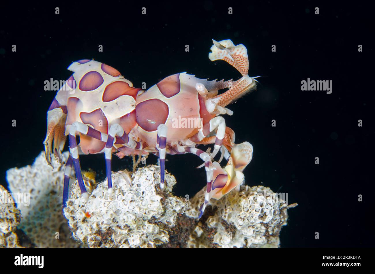 Harlequin Shrimp (Hymenocera elegans), Seraya dive site, Seraya, Karangasem Regency, Bali, Indonesia, Indian Ocean Stock Photo