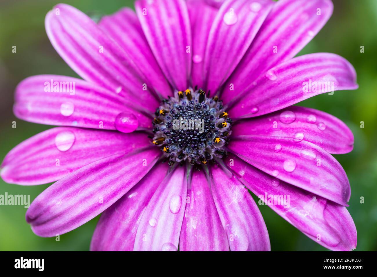 Purple Cape Marigold - Cape Rain Daisy flower closeup Stock Photo
