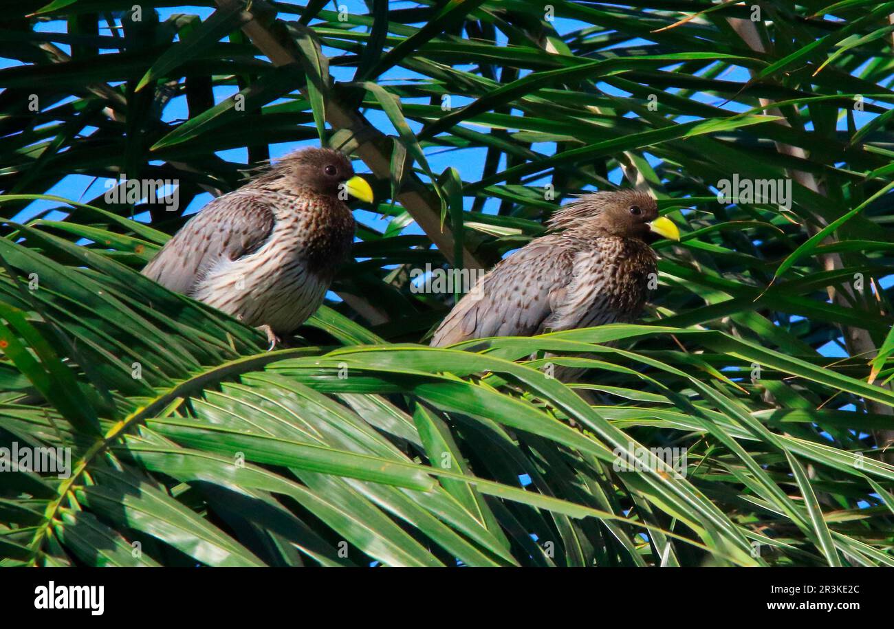 Western Grey Plantaineater (Crinifer piscator) on a plam, Casamance