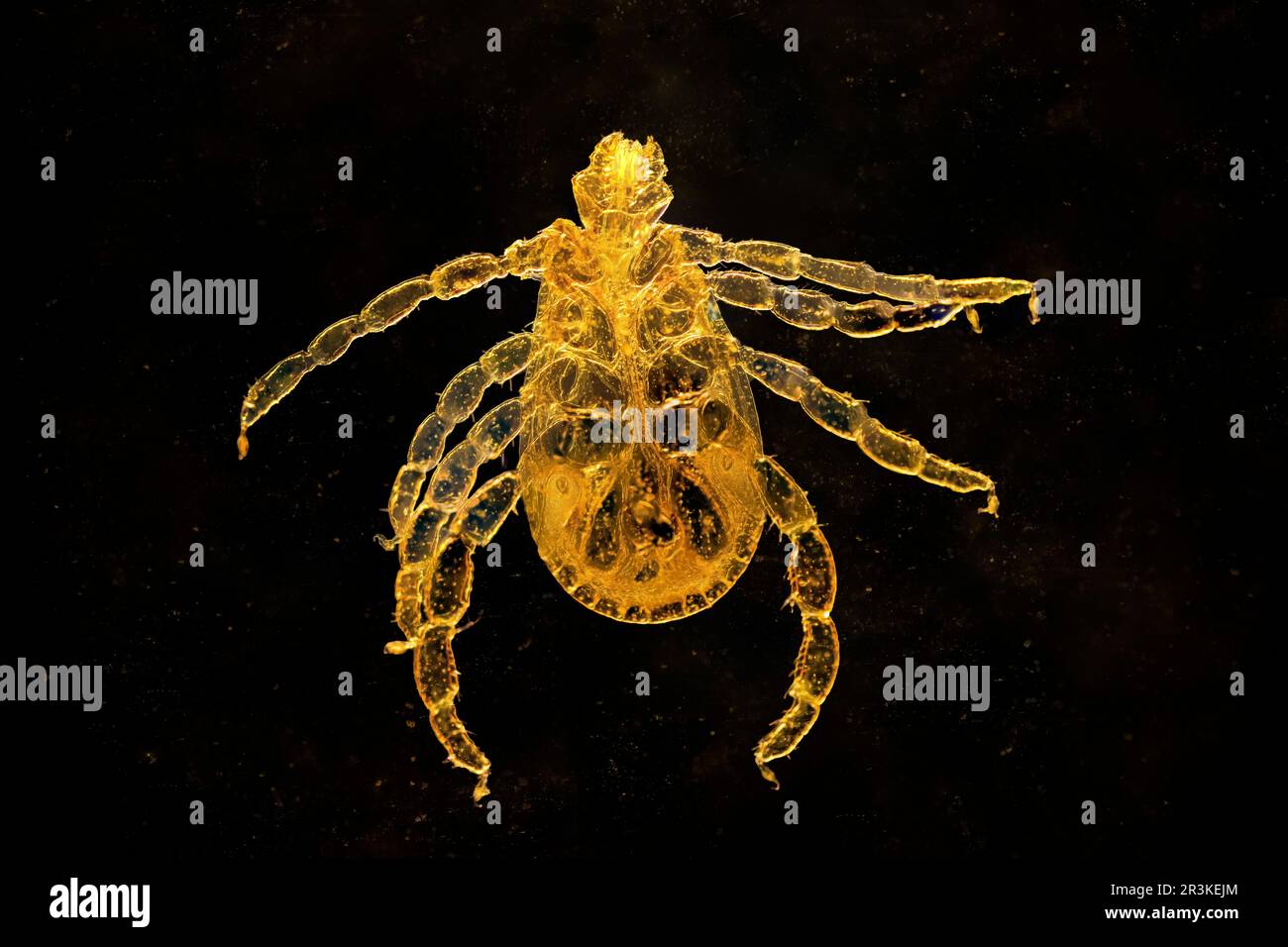 Sheep tick (Ixodes ricinus) light microscopy Stock Photo Alamy
