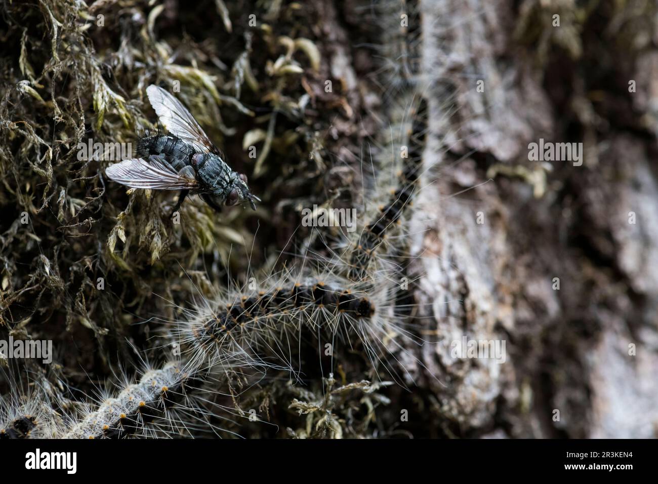 Tachinid fly parasitoid of oak processionary caterpillars (Phryxe ...