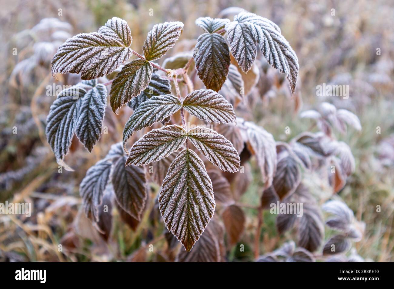 Overfrozen leaves in winter Stock Photo