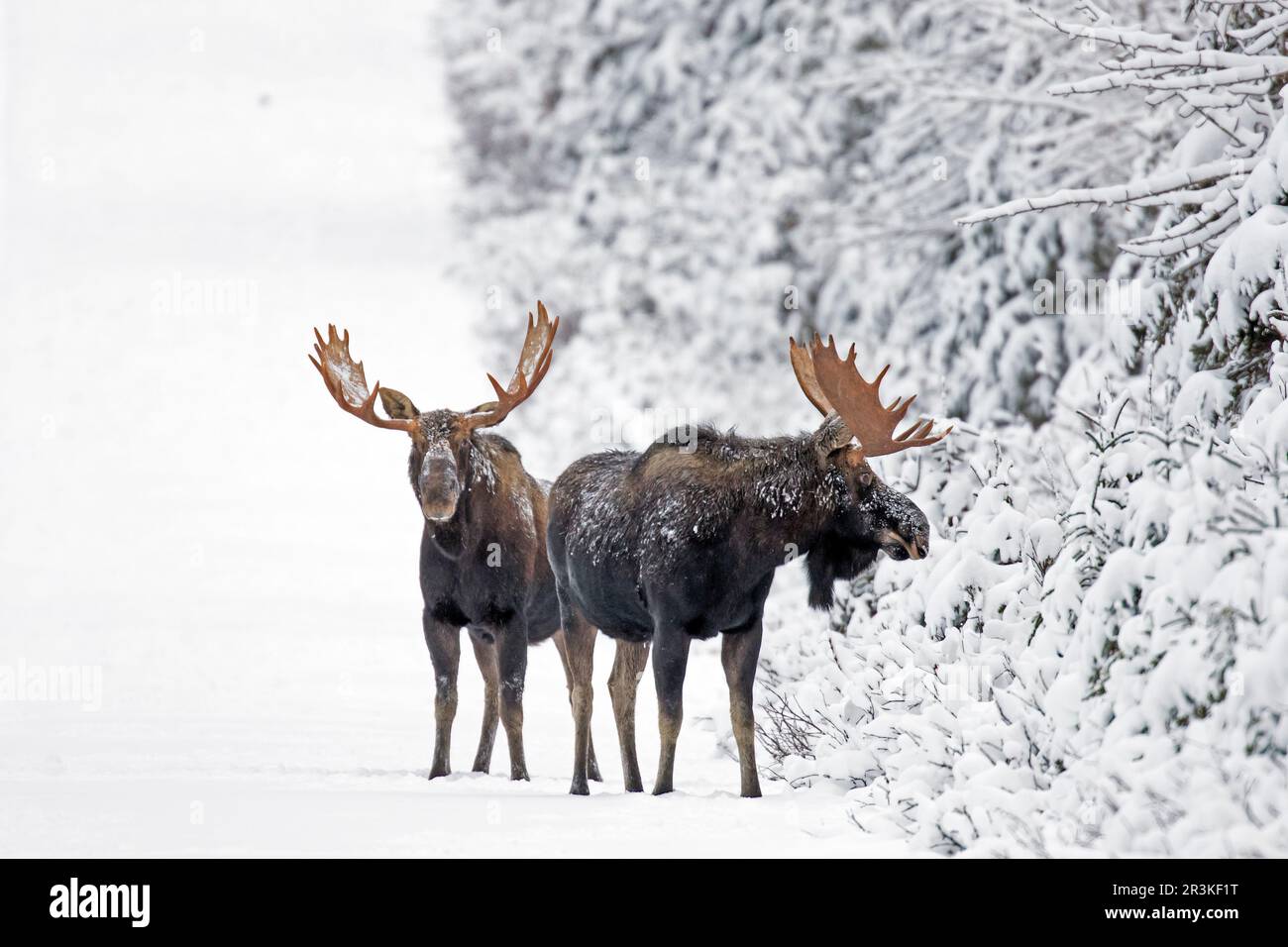 Eastern moose (Alces americanus) males on a snowy forest track after