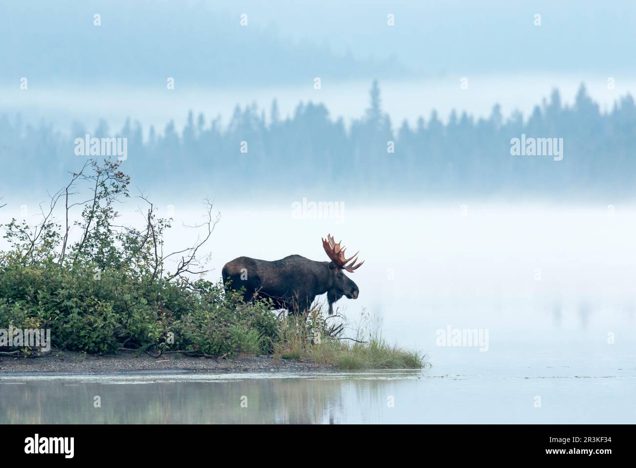 Eastern moose (Alces americanus) dominant male standing at the edge of