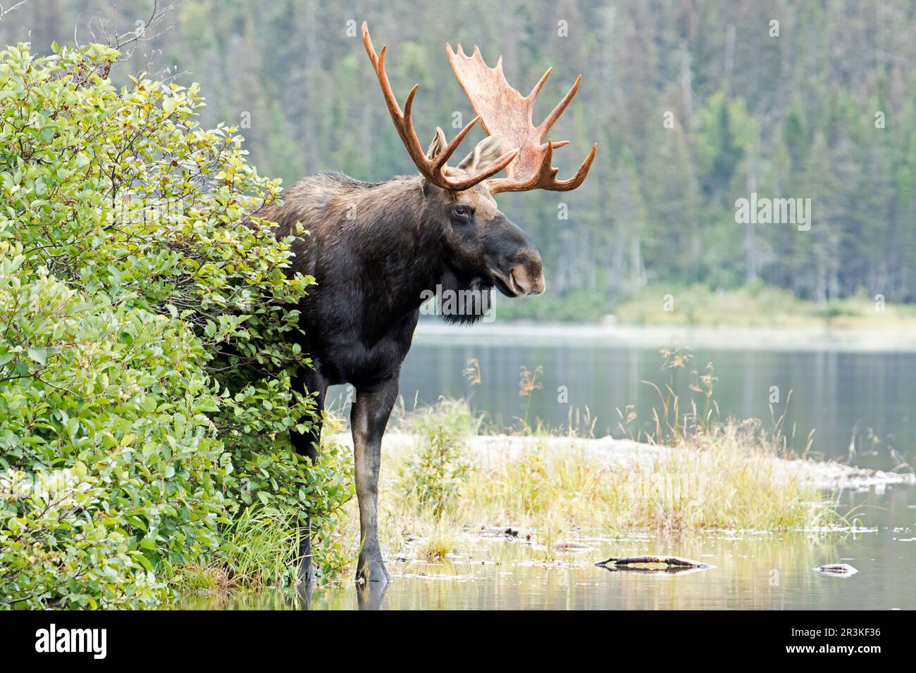 Eastern moose (Alces americanus) dominant male standing at the edge of