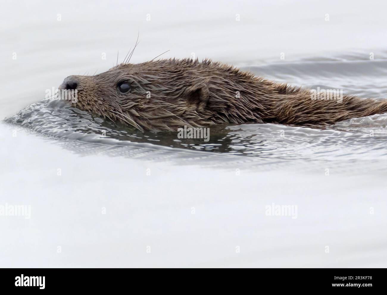 Wild Otter (Lutra lutra) swimming on the Isle of Mull, Scotland Stock Photo