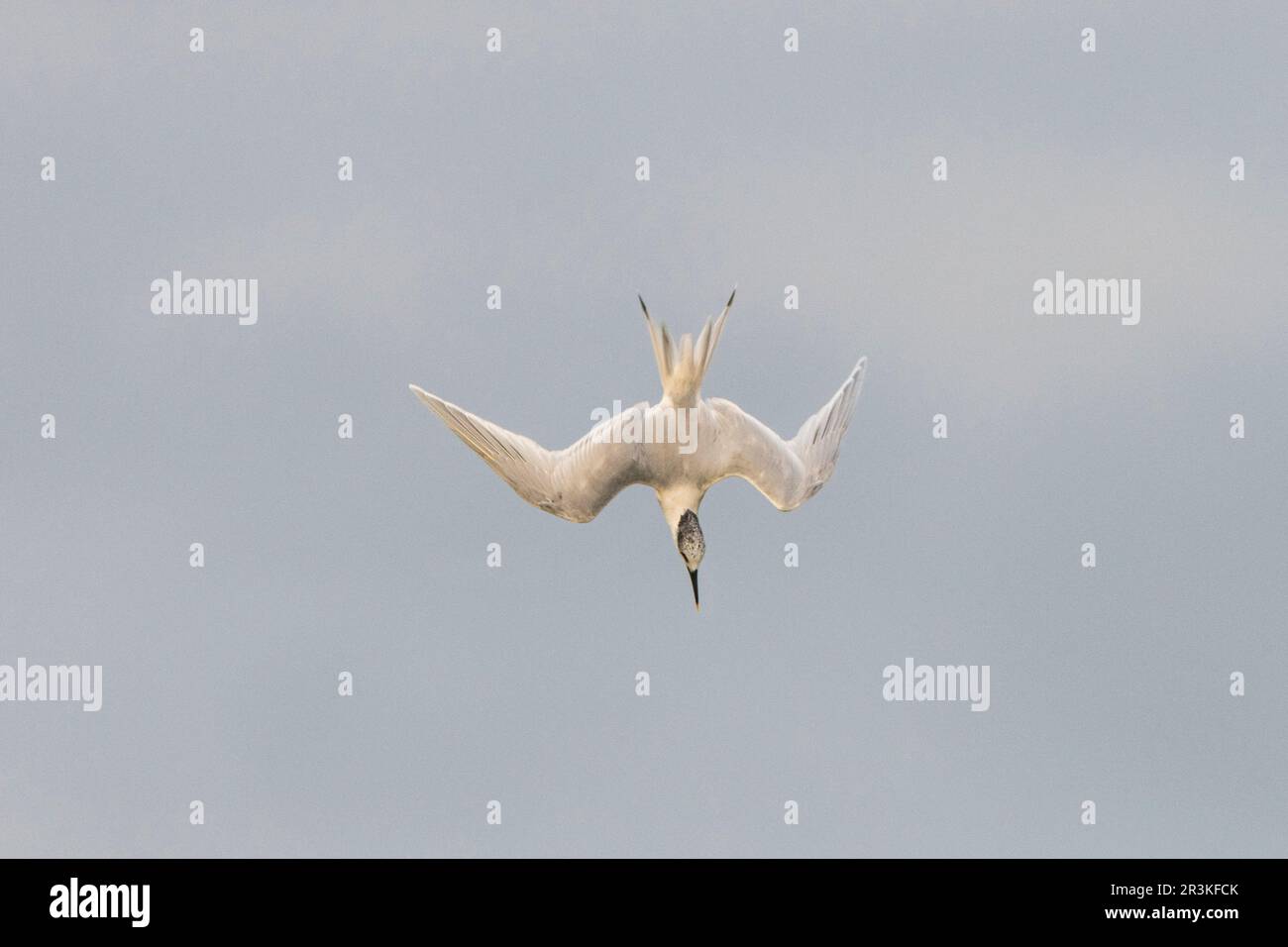 Sandwich tern (Thalasseus sandvicensis) in flight, Brittany, France ...