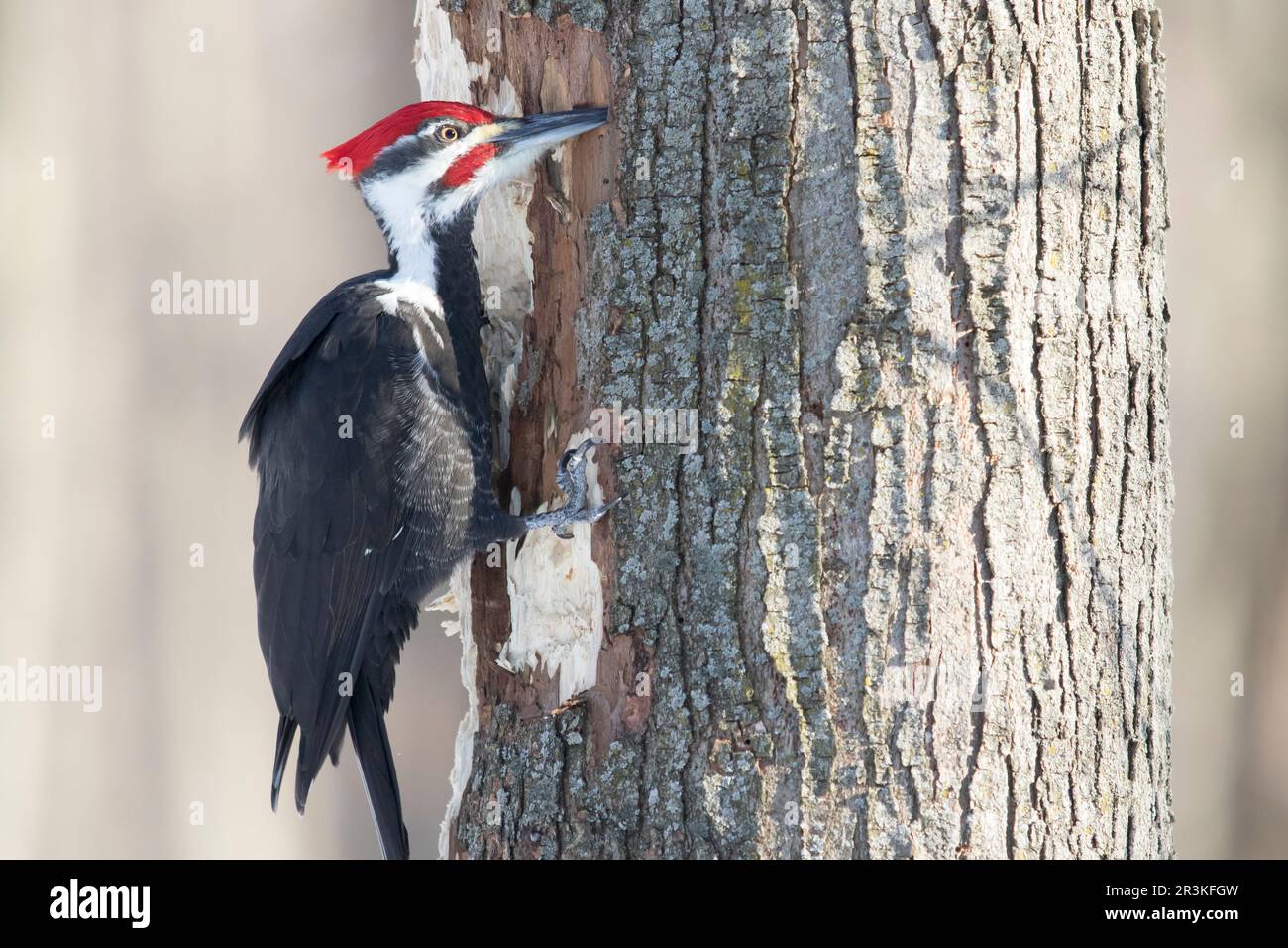 Pileated Woodpecker (Dryocopus pileatus) male on a dead tree looking