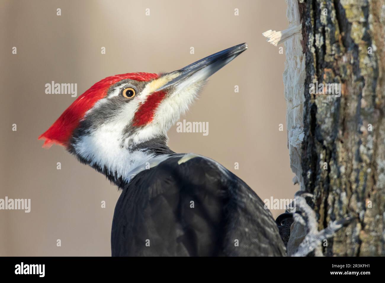 Pileated Woodpecker (Dryocopus pileatus) male on a dead tree looking