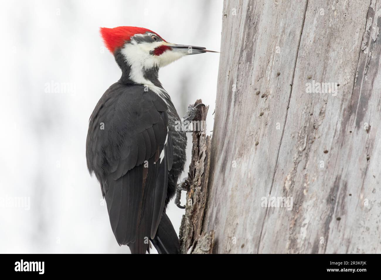 Pileated woodpecker (Dryocopus pileatus) male on a dead tree looking