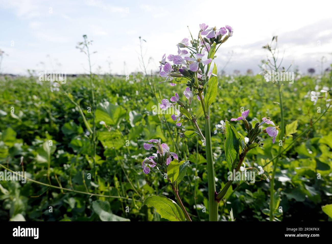 Field with oil radish (Raphanus sativus var. oleiformis) Stock Photo