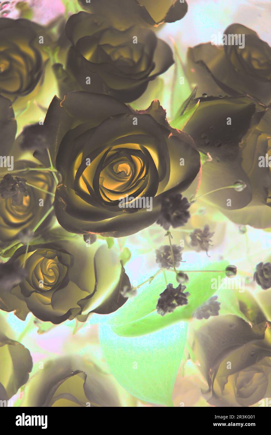 A haunting color film negative of a bouquet of yellow roses and flowers ...