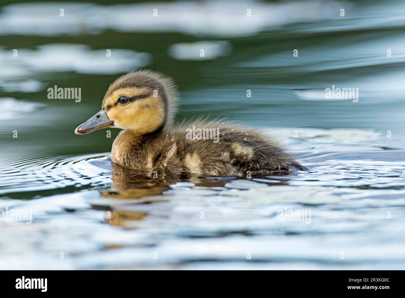 American Black Duck (Anas rubripes) duckling swimming on a lake. La