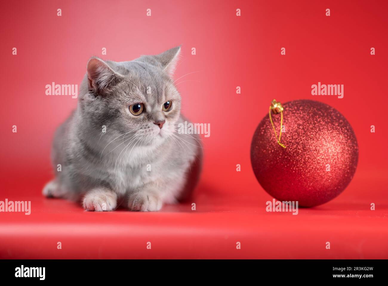 British shorthair cat looks at a large Christmas ball on a red background Stock Photo