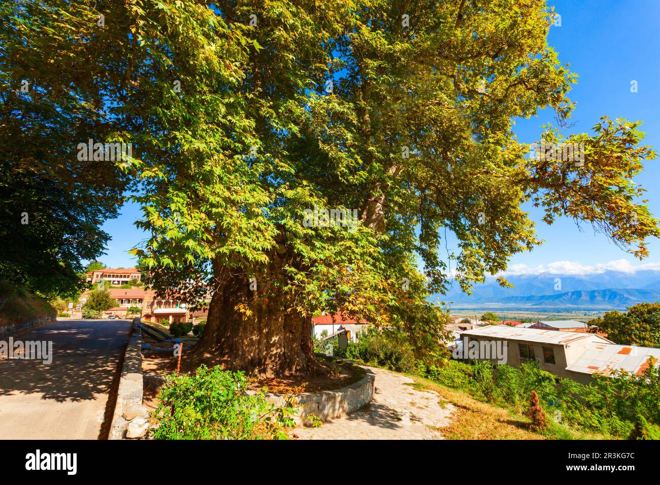 Giant sycamore tree in Telavi old town. Telavi is the main city of