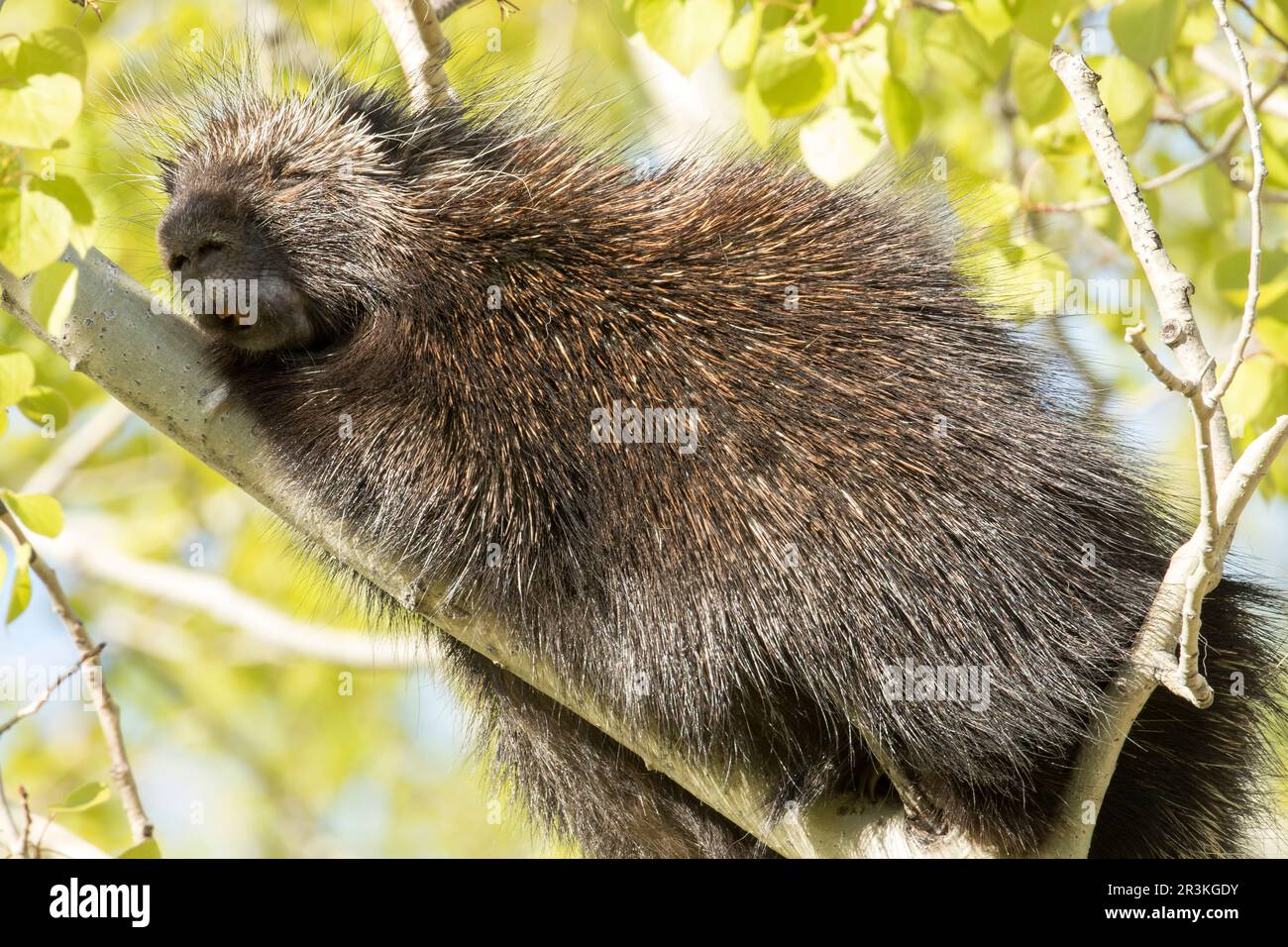 North American porcupine (Erethizon dorsatum) sleepin on an aspen branch. Forillon National Park. Quebec. Canada. Stock Photo