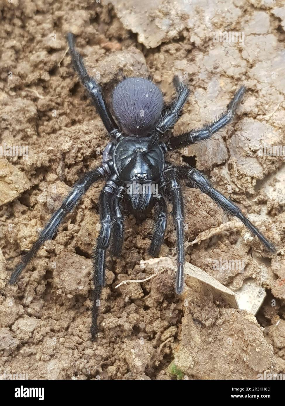 Sydney funnel web spider Stock Photo Alamy