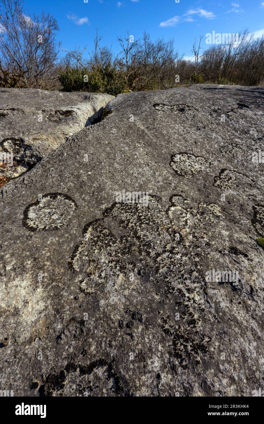 Calcicolous gelatinous lichen (Lathagrium cristatum), Collema or