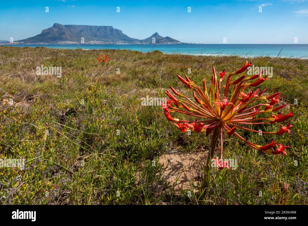 Candelabra flower, red candelabra flower or king candelabra (Brunsvigia