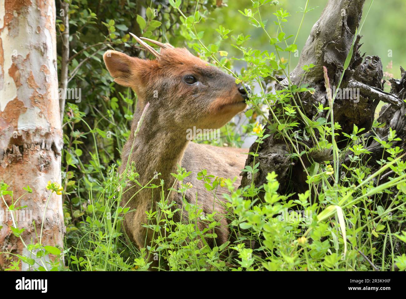 Southern Pudu (Pudu puda), the smallest deer in the world, endemic to