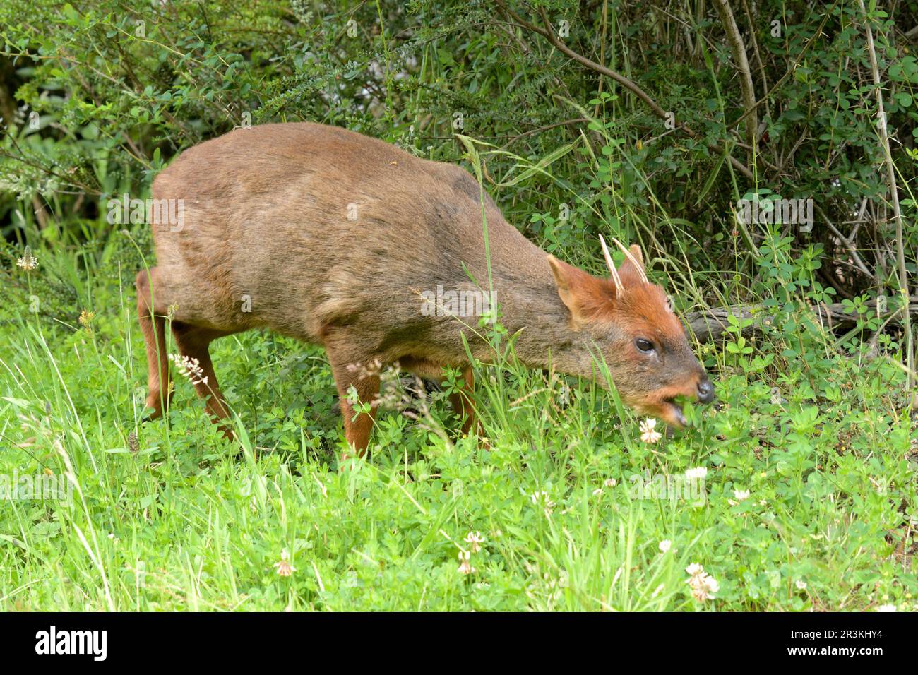 Southern Pudu (Pudu puda), the smallest deer in the world, endemic to ...