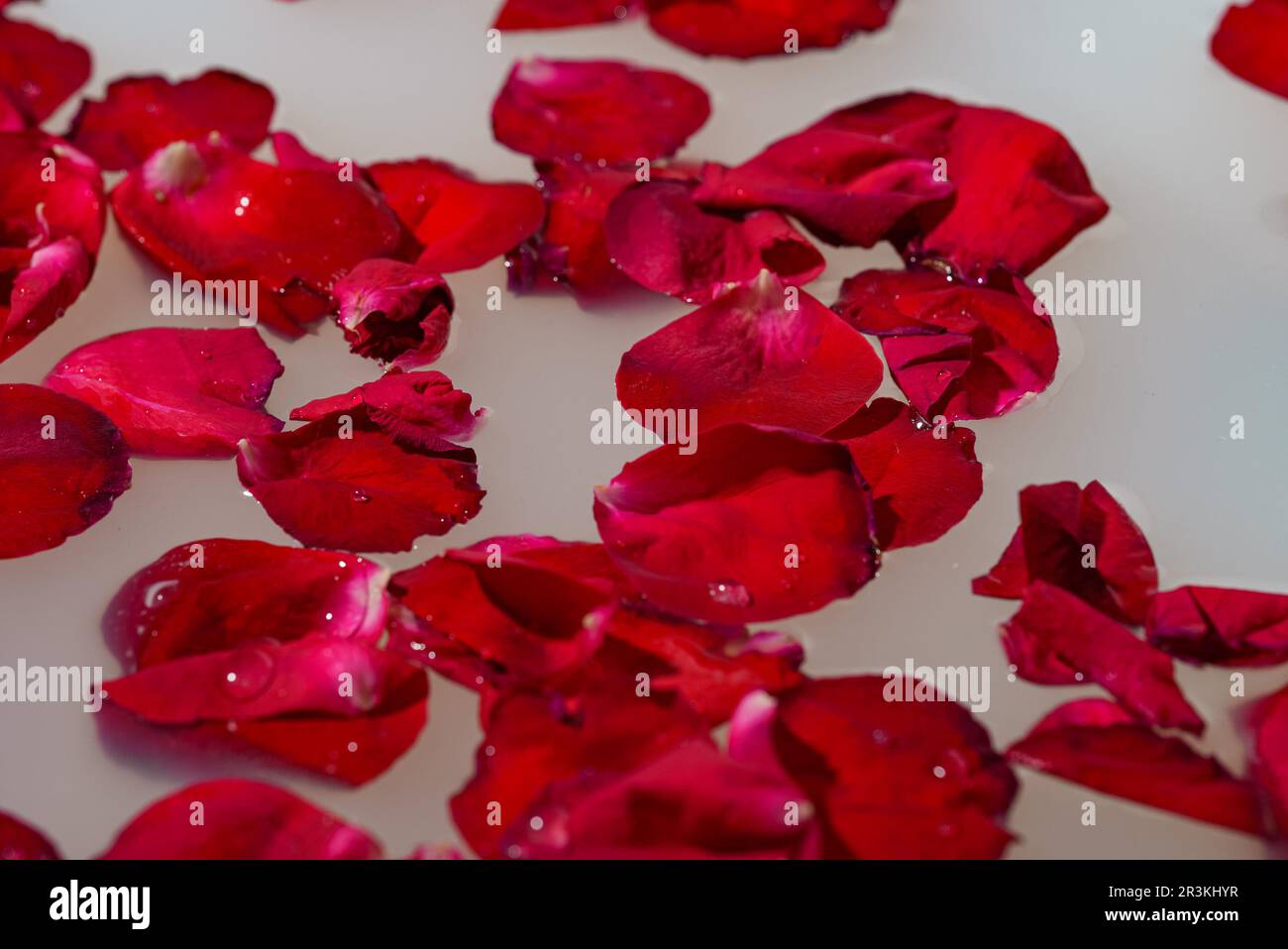 Red rose petals floating in bathtub with milk Stock Photo Alamy