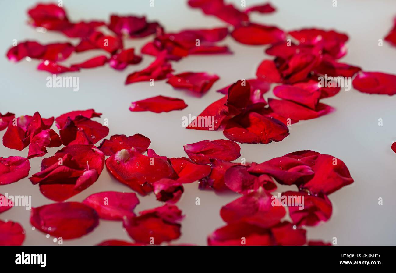 Red rose petals floating in bathtub with milk Stock Photo Alamy