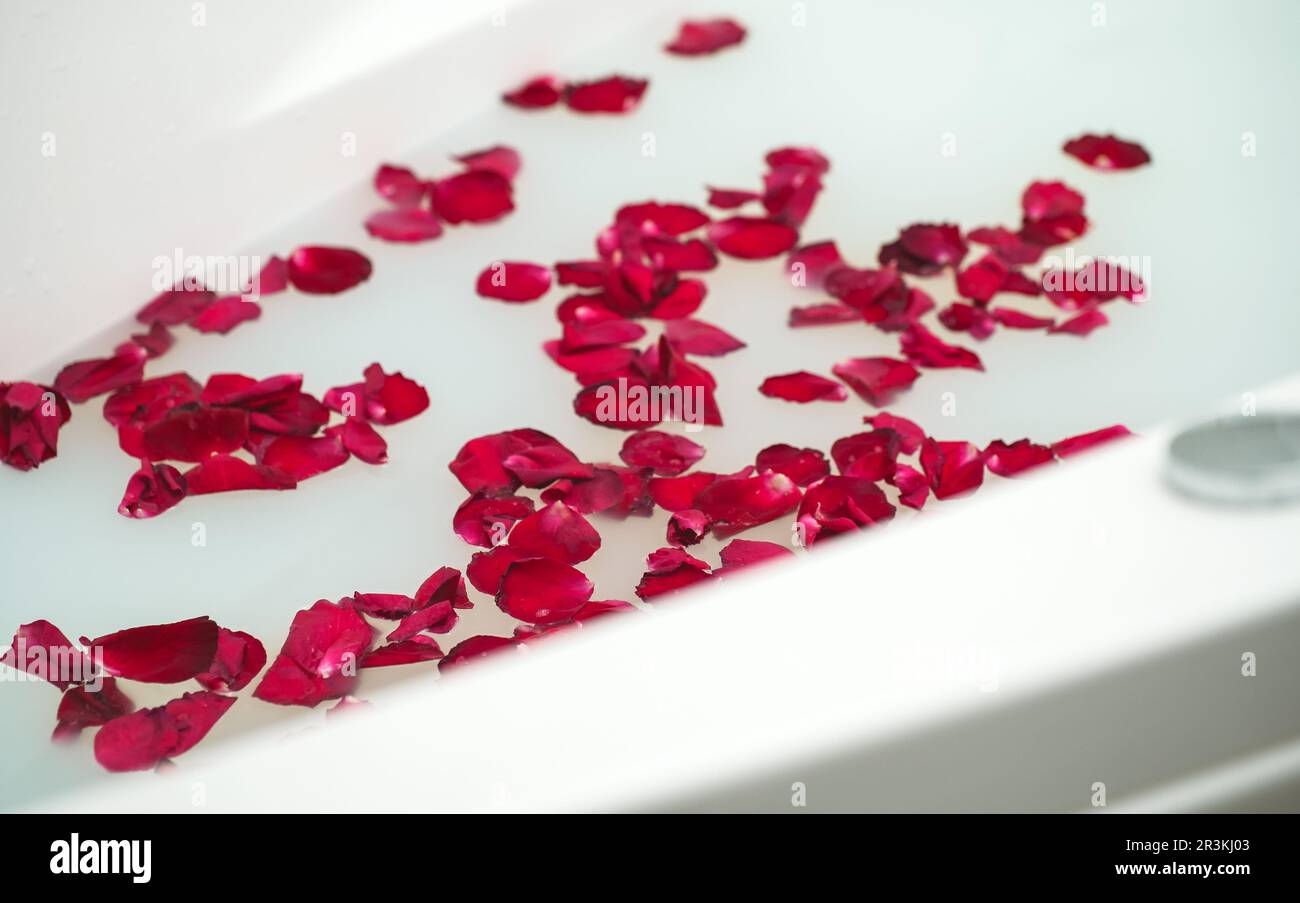 Red rose petals floating in bathtub with milk Stock Photo Alamy