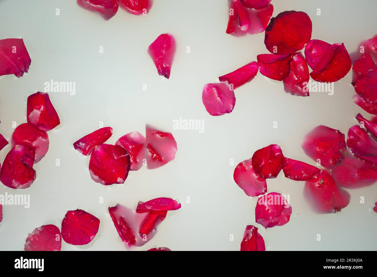 Red rose petals floating in bathtub with milk Stock Photo Alamy