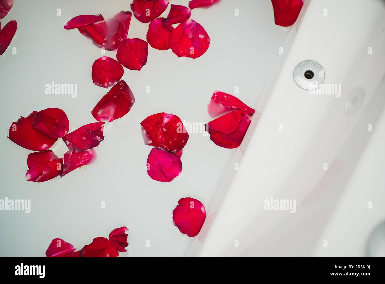 Red rose petals floating in bathtub with milk Stock Photo Alamy