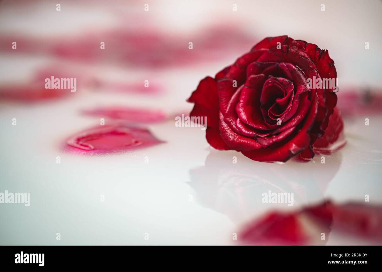 Red rose and petals floating in bathtub with milk Stock Photo - Alamy