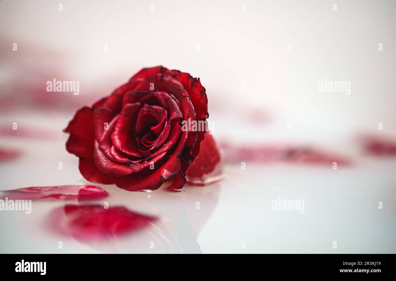 Red rose and petals floating in bathtub with milk Stock Photo - Alamy