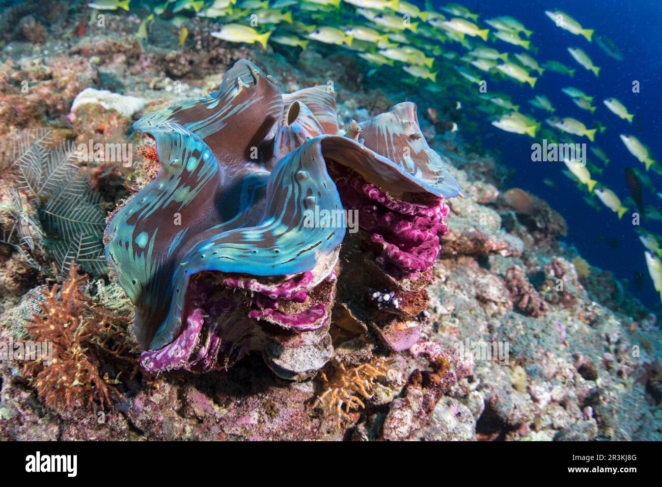 Giant Clam (Tridacna gigas). Coral reef. Ari Atoll, Maldives. Marine ...