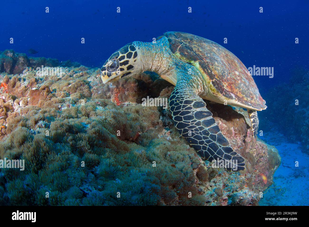 Illustration of Fresh Hawksbill Feeding India Angle Depending Four