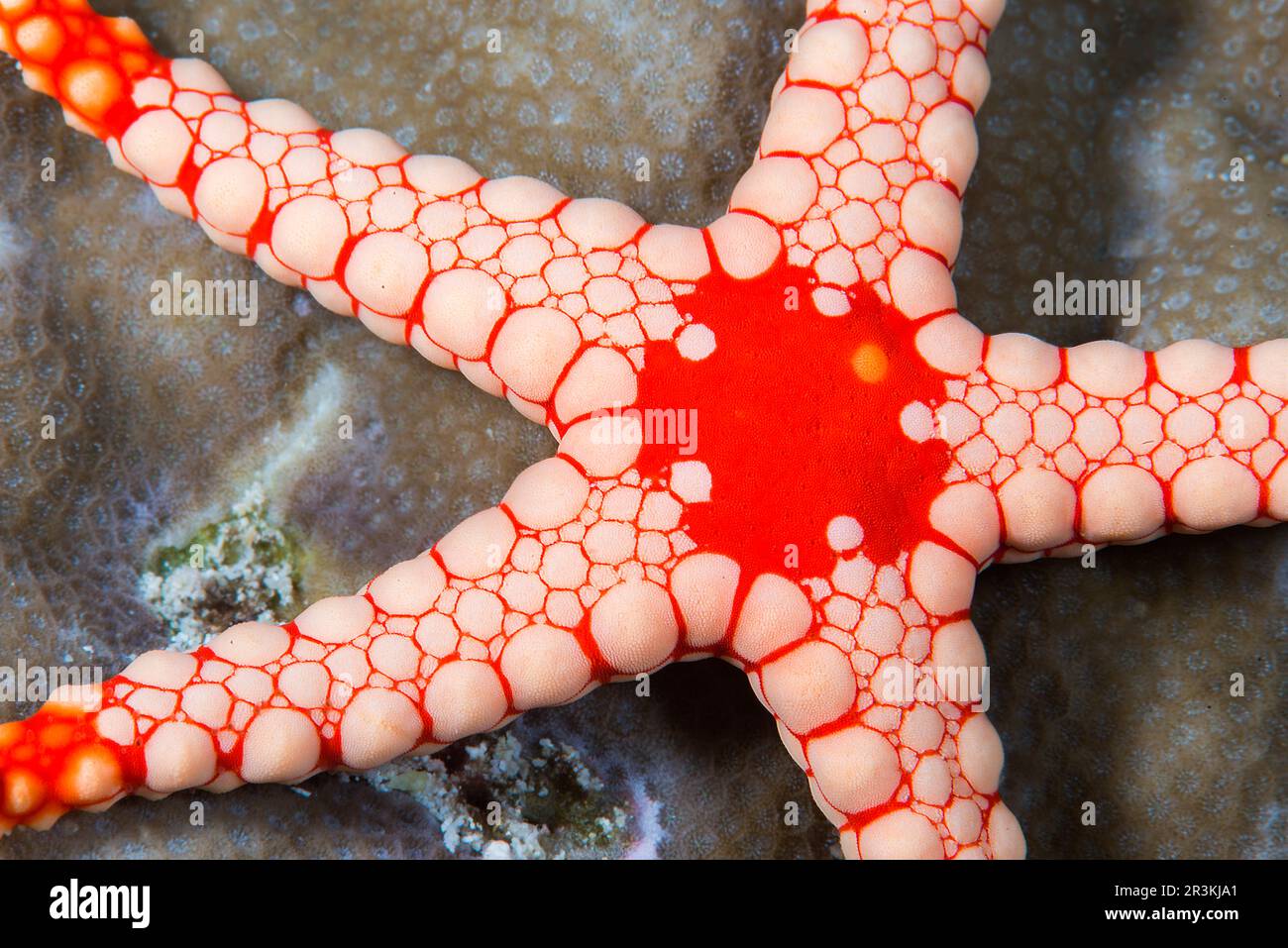 Necklace starfish or tiled starfish (Fromia monilis), coral reef. Ari