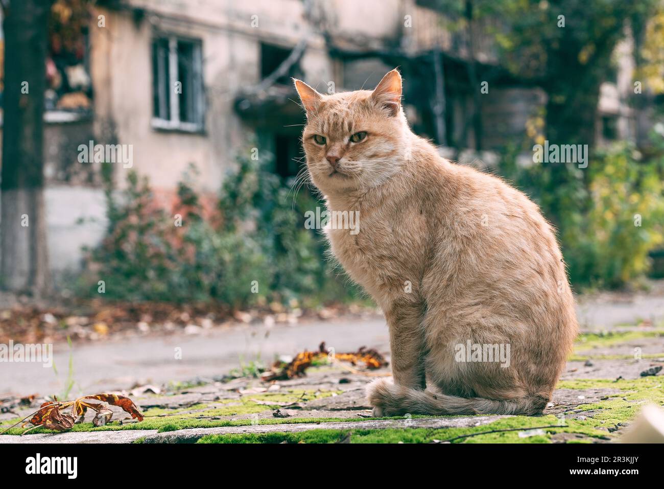 Red-haired adult cat in the courtyard of a burned-down multi-storey building in Mariupol Stock Photo