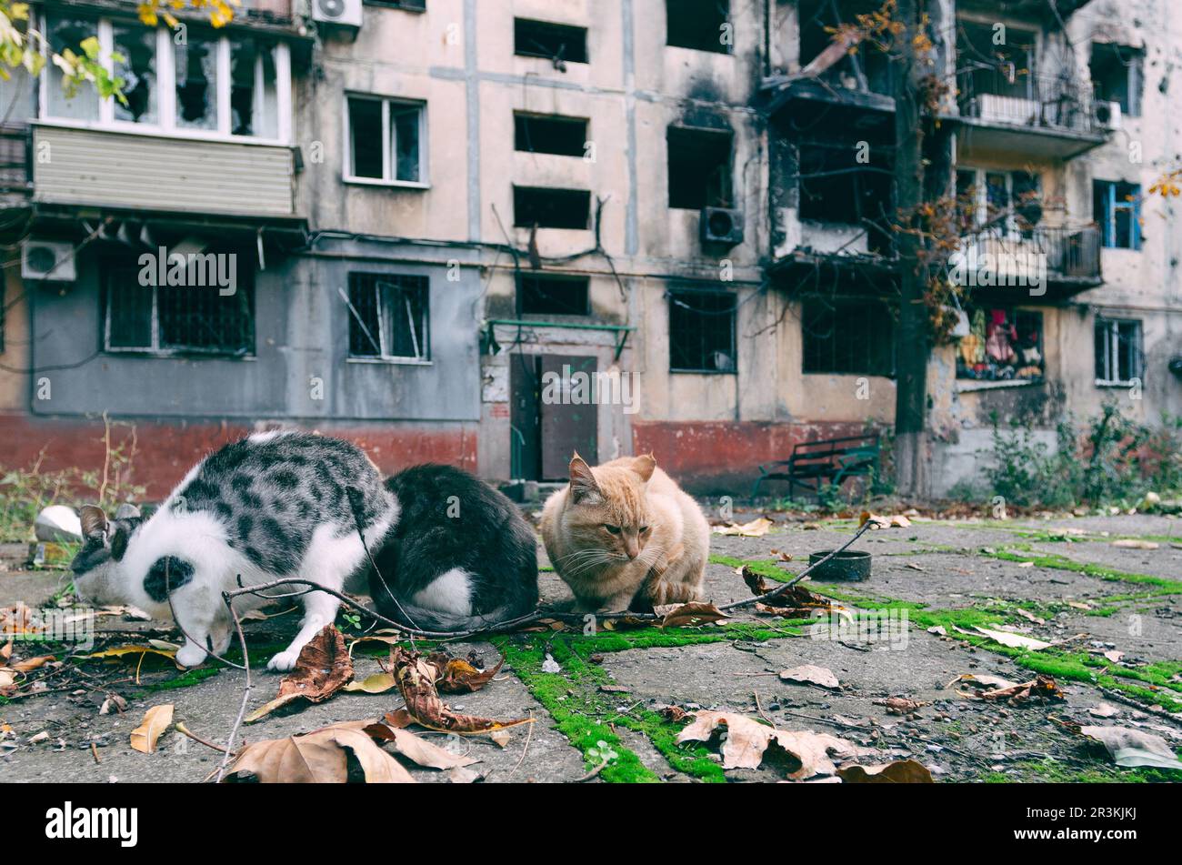 Three hungry homeless cats in the yard of a burned-down building in Mariupol Stock Photo