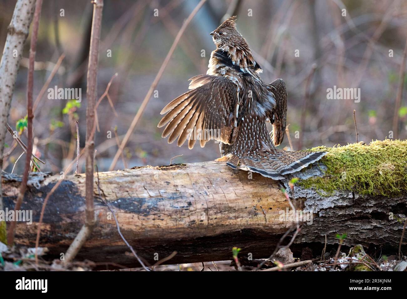 Ruffed Grouse (Bonasa umbellus) male cock flapping his wings drumming
