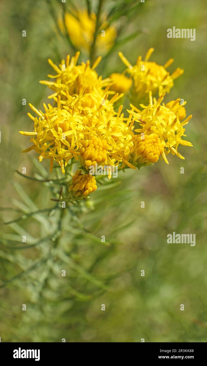 Golden-haired aster 'Aster linosyris' Stock Photo