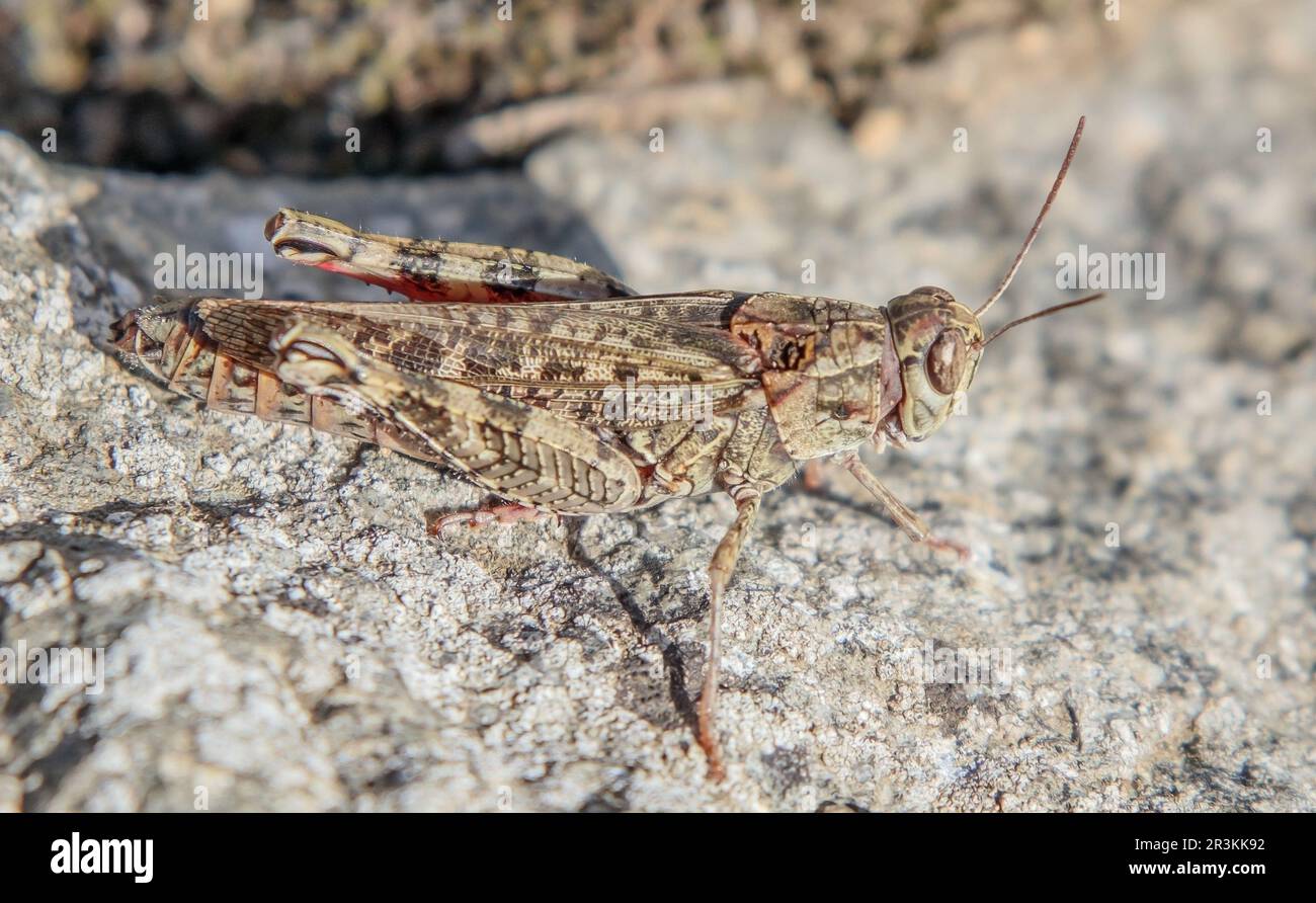 Italian beauty cricket 'Calliptamus italicus'. Stock Photo