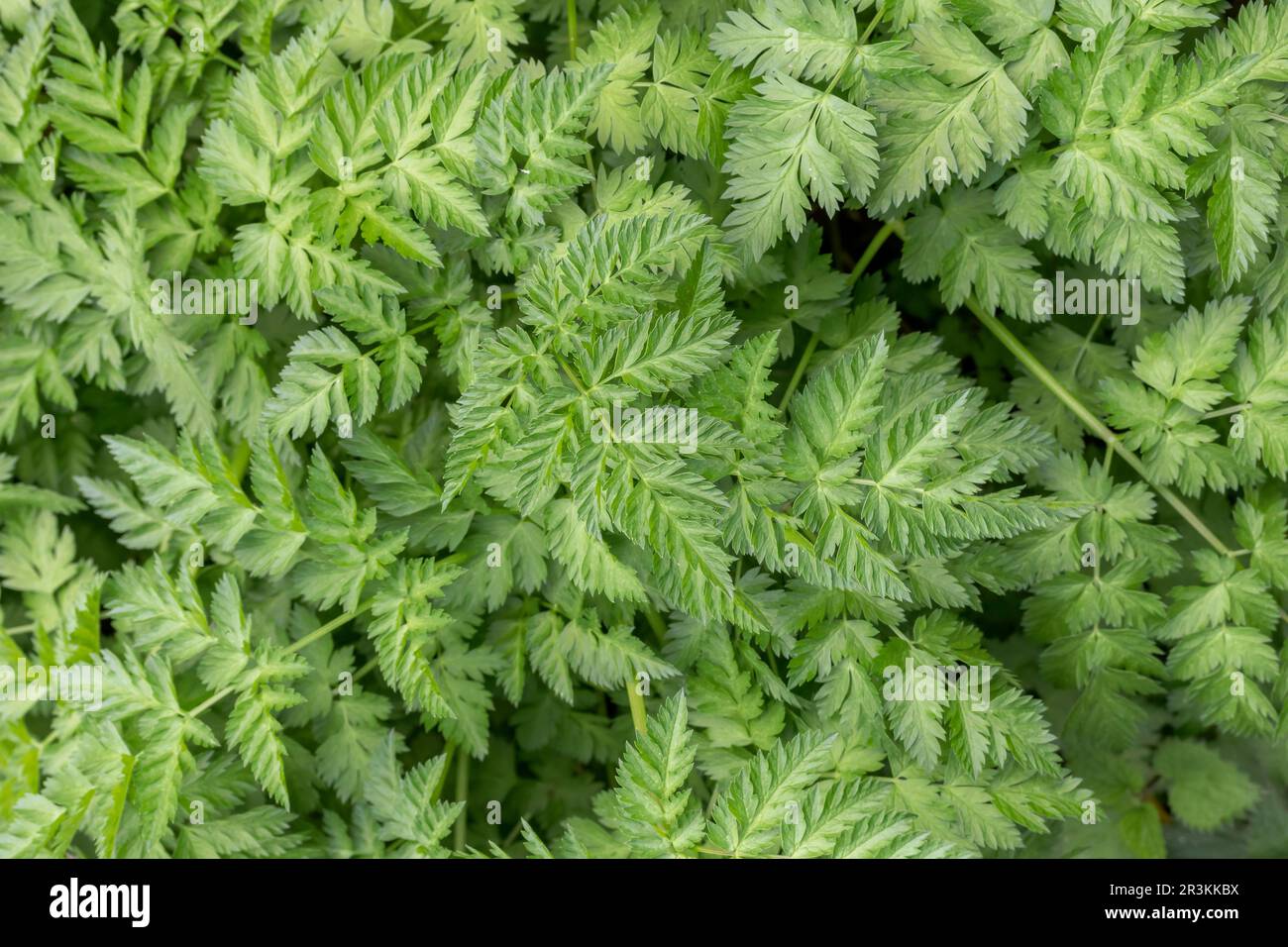 Cow parsley (Anthriscus sylvestris) leaves, Gard, France Stock Photo